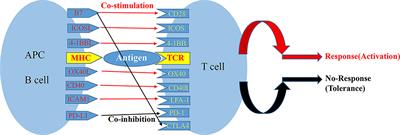 Recent Advances in Costimulatory Blockade to Induce Immune Tolerance in Liver Transplantation